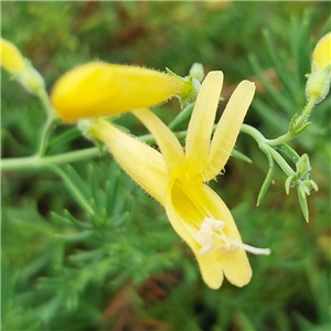 Penstemon Pinifolius 'Mersea Yellow'